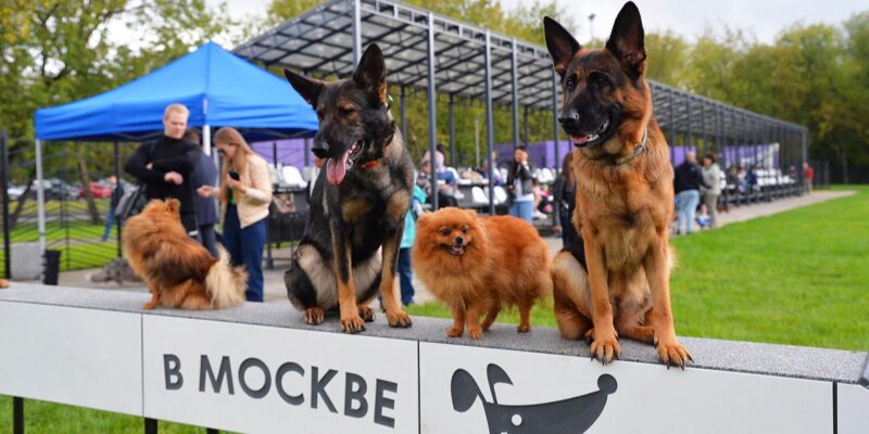 Площадка проекта «Питомцы в Москве» получила национальную премию по ландшафтной архитектуре