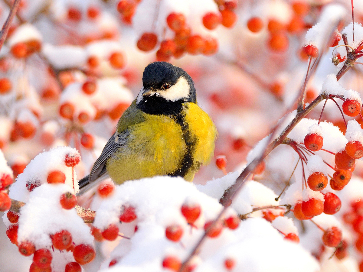 Синичкин день: как россияне встречают зимних гостей
