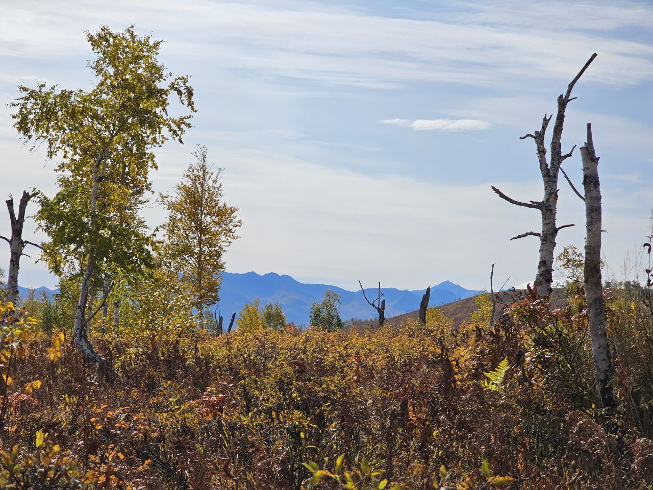 В Камчатском крае два предприятия высадили 22 тысячи саженцев каменной березы