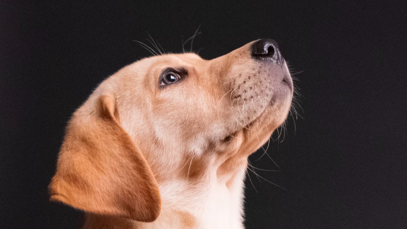 В Бурятии планируют повысить штрафы за жестокое обращение с животными