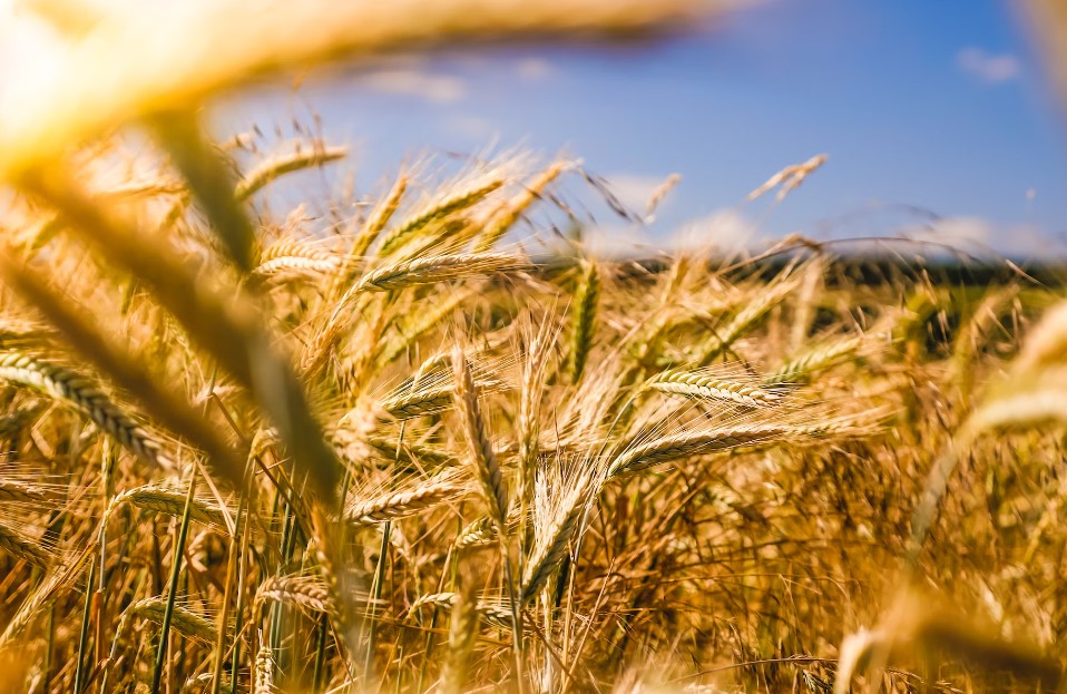 Российским фермерам разрешили создавать КФХ