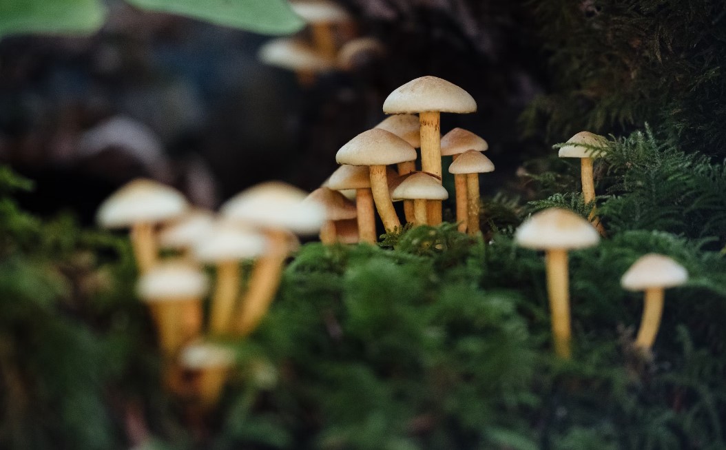 Незаконный сбор ценных растений и грибов не будет учитываться в статистике МВД