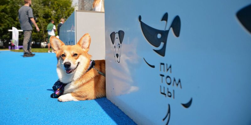 Пользователи «Активного гражданина» оценили новые городские площадки для прогулок с собаками