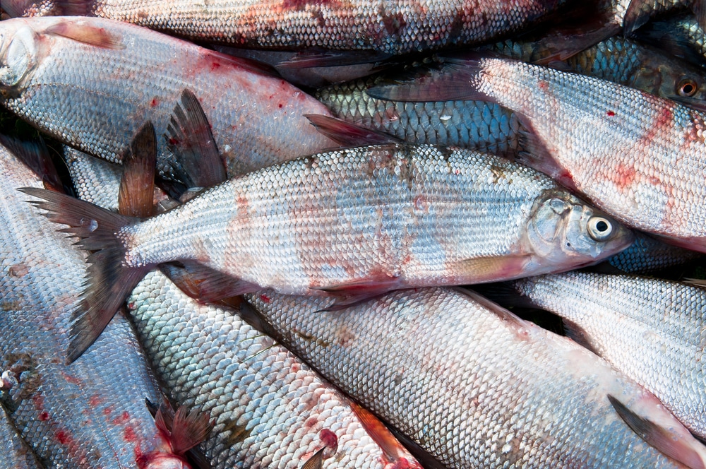 Япония потребовала от России отменить ограничения на поставки рыбной продукции