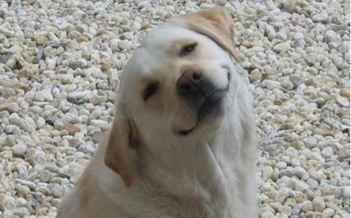 Камчатские депутаты хотят кормить приютских собак конфискованной красной рыбой