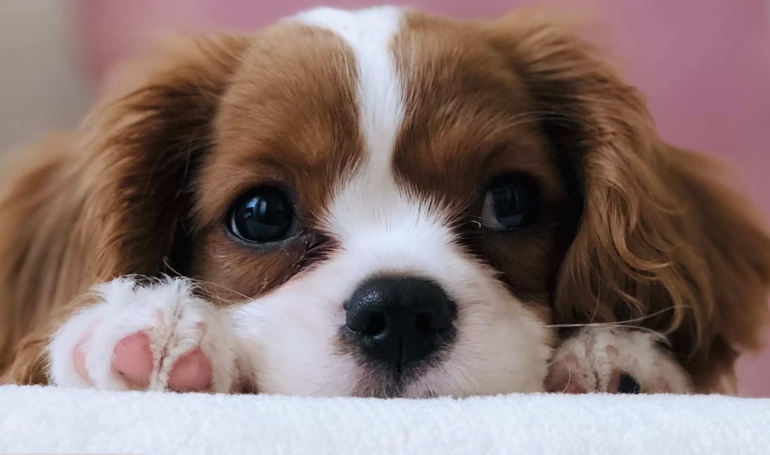 В России появится концепция об ответственном отношении к животным